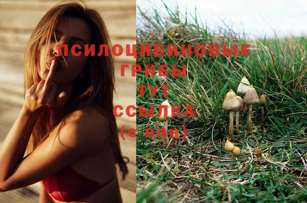кокс Алзамай